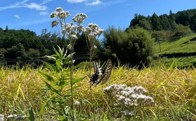 先行販売！令和7年度産　伊賀産コシヒカリ　極上　箸ひかり(精米)5kg コシヒカリ 3年連続 特A 米 こしひかり ご飯 ごはん 白米 精米 三重県 名張市