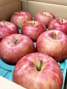 【先行予約丨2026年9月上旬より順次発送】サンつがる【約2.5kg(6〜12玉)】(At-003)丨長野県 飯山市 おすすめ ランキング おいしい 高評価 大人気 先取り 産地直送 りんご