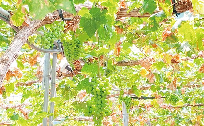 ぶどう 2026年 先行予約 【2回定期便】 シャイン マスカット 晴王 1房 約600g ブドウ 葡萄  岡山県産 国産 フルーツ 果物 ギフト デザート 食後 酸味が少ない 9月・10月にお届け ハレノフルーツ