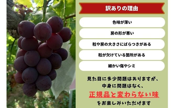 訳あり 藤稔 2房 合計1.0kg以上 産地直送 朝採れ ぶどう 葡萄 岡山 Kawahara Green Farm 2026年 先行予約