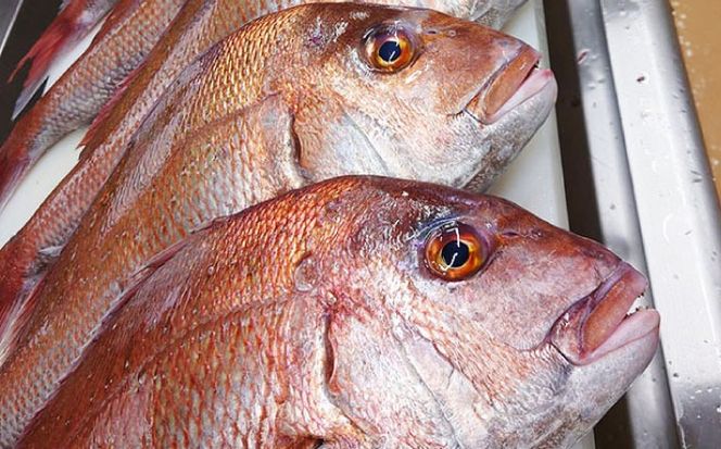 鯛のあら炊き　田舎炊き　1人前約200g×6食 糸島市 / 塚本鮮魚店 惣菜 煮魚[ARO005]