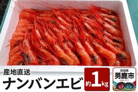 《4月上旬より発送》産地直送 ナンバンエビ 約1kg！ ぷりっぷりでとろける甘さ お刺身や海鮮丼に 秋田県 男鹿市 萬漁水産|23_mgs-051001