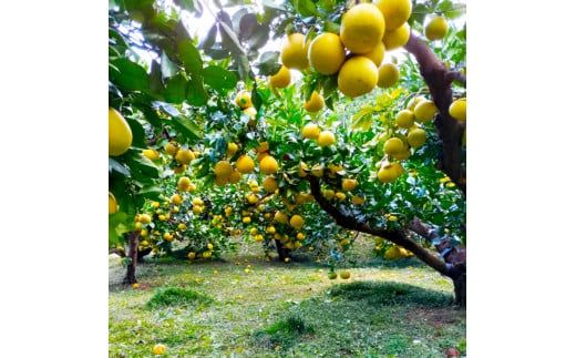 土佐文旦 家庭用 約5キロ（2L～4Lサイズ混合：8玉～12玉） 大玉 先行予約 数量限定 