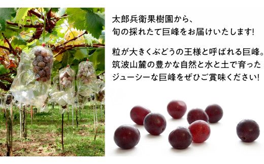巨峰 (種あり) 約2kg (5～8房) (石岡市 共通返礼品) ぶどう ブドウ 果物 フルーツ 旬 ぶどうの王様 人気 産直 採れたて 新鮮 秋 国産 【 2026年9月中旬から発送開始 】