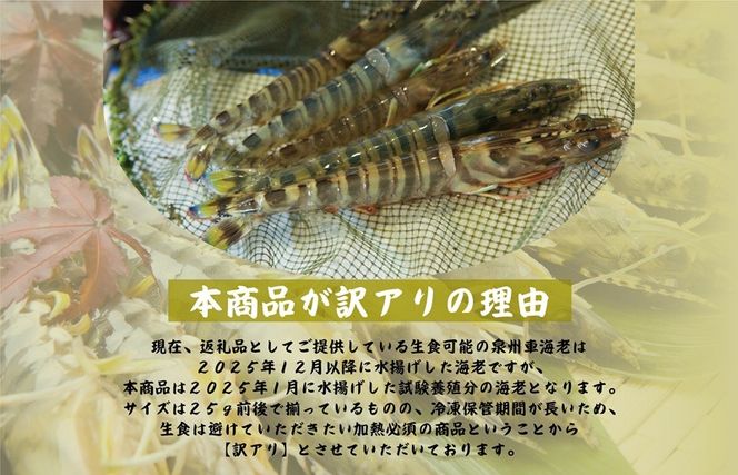 G3703 訳アリ！お試し 加熱調理用 泉州車海老250g【TVで紹介されました！】