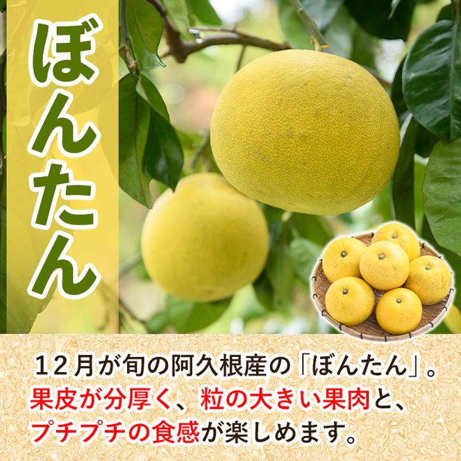 ＜先行予約受付中！2026年12月以降順次発送予定＞訳あり！数量限定！阿久根産ぼんたん(計8kg・6～7玉) 国産 ボンタン 柑橘 果物 期間限定 文旦 訳アリ 不揃い【あくね旬の店いきいき館】akn015-13