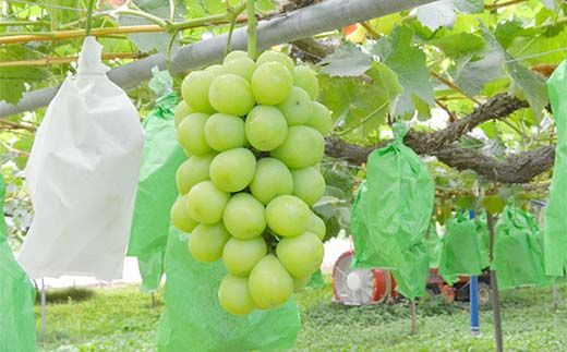 FYN6-059 《2026年先行予約》贈答用 山形県産 シャインマスカット ピオーネ 2種詰合せ 約1.6kg(2～4房) 秀品 2026年8月下旬から順次発送 種無し ぶどう 葡萄 ブドウ マスカット 大粒 夏果実 秋果実 果物 くだもの フルーツ 贈り物 ギフト プレゼント 産地直送 山形県 西川町 月山