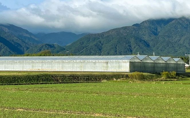 鈴鹿山麓トマト 中玉トマト「レッドオーレ」箱詰め（1.8kg入り）【トマト ミニトマト 採れたて 自然 栽培 水耕栽培 野菜 甘い あまい おいしい 美味しい 三重県 四日市市 ふるさと納税】