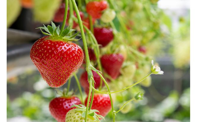 こだわり栽培　いちご　はるひ　【2025年12月～2026年4月末までお届け】 232238_DS003