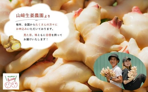 早期受付 期間限定 みずみずしさがたまらない 新生姜 約3kg【2026年5月下旬～9月上旬配送】高知県 高知 四万十市 四万十 しまんと 農作物 特産 しょうが 生姜 ショウガ 野菜 旬 新鮮 国産 先行 予約 ジンジャー 25-817