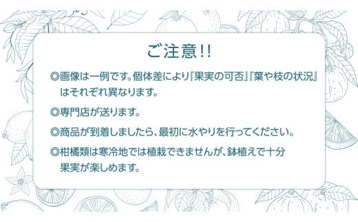 ジャバラの苗 8号ポット 1点 家庭 で 園芸 鉢植え 苗 庭木 果樹 ガーデニング 植物 確実園