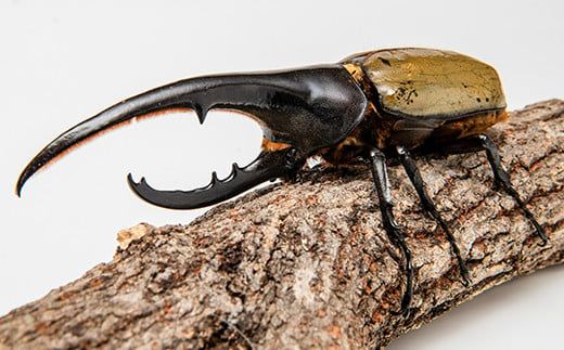 【1セット限定！】完璧育成！上峰町産「ヘラクレスオオカブト」 N-95