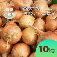 【2026年産 予約】たまねぎ 10kg 自然栽培のかわいい玉ねぎ（小たまねぎ）京都府・亀岡産 かたもとオーガニックファームよりお届け ｜ 訳あり 玉葱 タマネギ 小さめ サイズ小 ※離島への発送不可 ※2026年6月頃より順次発送予定