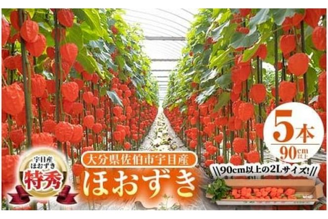 ＜先行予約受付中！お盆前頃に発送予定＞驚きの大きさ！ 宇目産ほおずき(5本・2L) 生花 お盆 仏花 鬼灯 お盆飾り お供え 盆 ホウズキ 盆 飾り 切花 切り花 大分県 佐伯市【BZ63】【清幸農園】