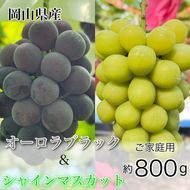 ぶどう 2026年 先行予約 農家こだわりの シャイン マスカット ＆ オーロラブラック 2房 合計約800g ご家庭用クラス 葡萄 岡山県産 国産 フルーツ 果物 ギフト 【 Nini farm 農家 直送 】