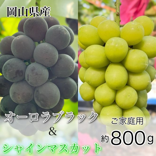 ぶどう 2026年 先行予約 農家こだわりの シャイン マスカット ＆ オーロラブラック 2房 合計約800g ご家庭用クラス 葡萄 岡山県産 国産 フルーツ 果物 ギフト 【 Nini farm 農家 直送 】