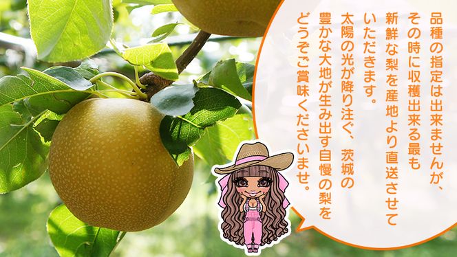 【 先行予約 】 【 訳あり 】 品種おまかせ 採れたて 完熟天使の 甘梨 約 3kg（ 茨城県共通返礼品： かすみがうら市 ） 【 2026年8月中旬頃発送 】  フルーツ 果物 なし ナシ 旬 新鮮 旬 期間限定 甘い 国産