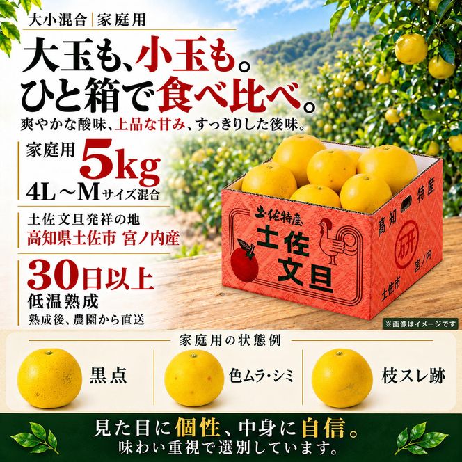 土佐文旦 大小混合 5kg 家庭用 大玉と小玉の詰め合わせ 日本ギフト大賞受賞 文旦発祥の地 園主こだわり 食べ比べ 高知県土佐市産 高知県産 国産 5キロ ぶんたん ブンタン みかん 柑橘類 高級フルーツ 果物 産地直送 お取り寄せ ギフト 季節限定 先行予約 やの一果彩[BQAC013]