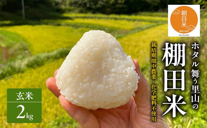 先行受付 農薬不使用 ホタル舞う里山の棚田米 玄米2kg 令和8年産 朝日2kg×1袋