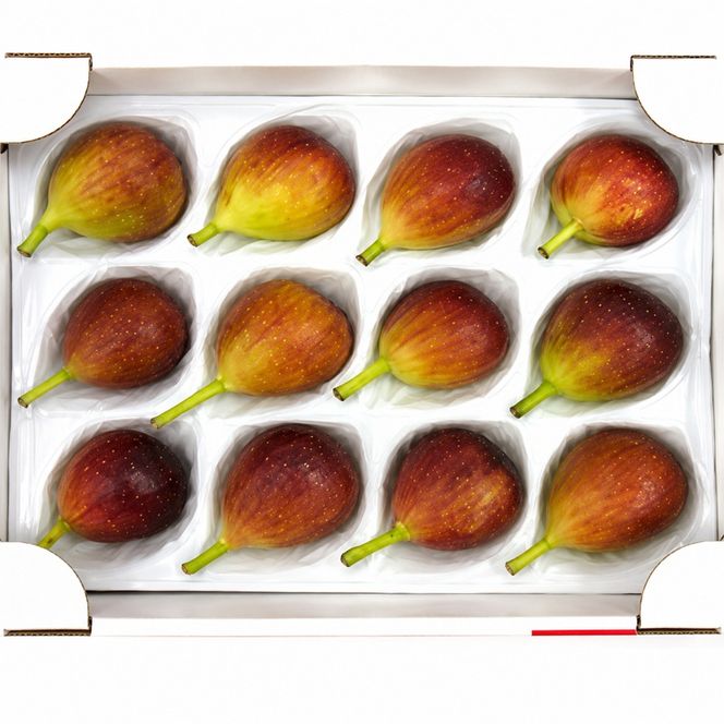 いちじく 博多 とよみつひめ 1.5kg 2027年 発送 柔らかな食感 高い糖度 あふれる果汁 筑前あさくら農協 配送不可 離島※オンライン決済