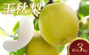 299.【先行予約】王秋梨 3kg前後 ◇◇　※2026年10月下旬～12月上旬頃に順次発送予定 313726_AN069