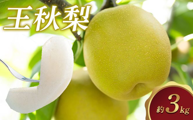299.【先行予約】王秋梨 3kg前後 ◇◇　※2026年10月下旬～12月上旬頃に順次発送予定 313726_AN069