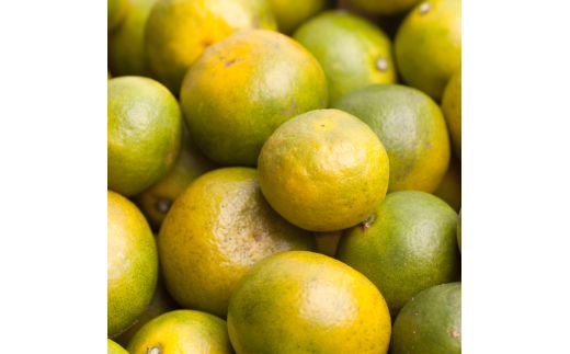 家庭用 有田 みかん サイズ混合(2S～2L) 2.5kg+250g ※10月発送(極早生) / 温州みかん 有田みかん 訳あり 甘い 光センサー選果 果物 柑橘 和歌山 ※北海道・沖縄・離島への配送不可 【ikd003-cm-2d5-oct】