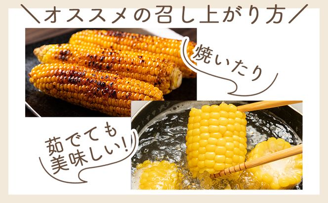 【令和8年6月中旬発送開始】トウモロコシ ２０本 家庭用 yr-0077