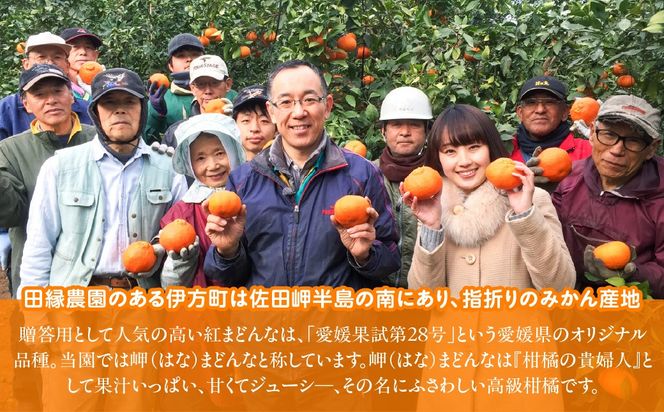 【先行予約】【数量限定】田縁農園の岬（はな）まどんな（生果）3kg （2026年11月25日より順次発送） IKTA003