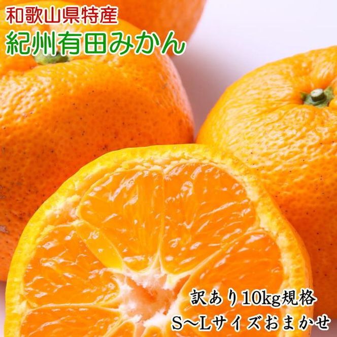 [訳あり]和歌山有田みかん約10kg（S～Lサイズいずれかお届け）