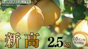 梨 新高 2.5kg 【 2026年10月上旬発送開始 】 ( 茨城県共通返礼品：大子町 ) 梨 なし 果物 くだもの フルーツ にいたか ナシ 農家直送 産地直送