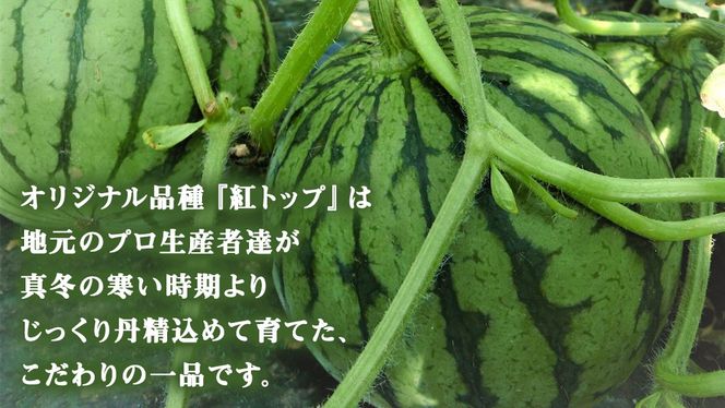 【 先行予約 】 希少品種 「 紅トップ 」 茨城県産 小玉 すいか  2玉入り Lサイズ スイカ  [AG003ci]
