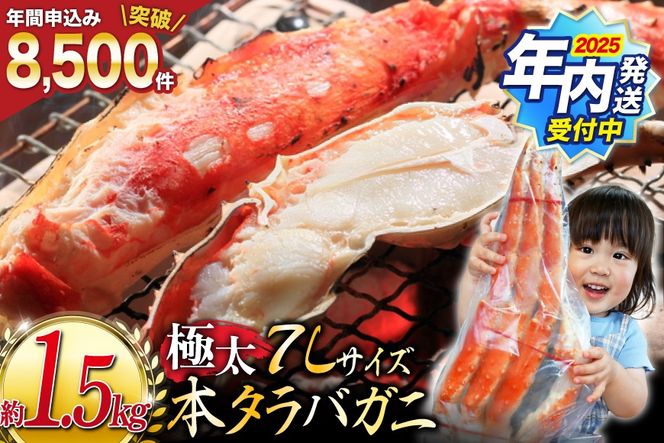 かに【2025 年内配送】 本 タラバガニ 脚 ボイル済 約1.5kg 極太7Lサイズ [カネダイ 宮城県 気仙沼市 20564326] カニ かに 蟹 たらばがに たらば蟹 タラバ蟹 たらば タラバ ボイル 