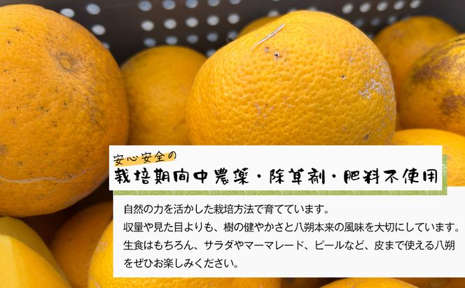 淡路島北淡産 露地栽培八朔（はっさく） -栽培期間中、農薬・除草剤・肥料不使用 -　約5kg