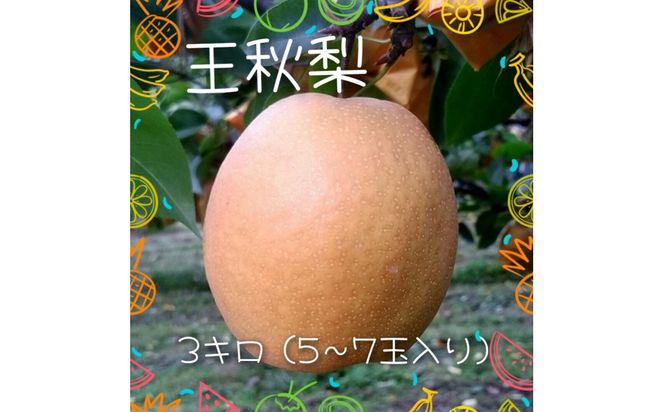 y挧szH 3kgy܂_z 312011_BK006