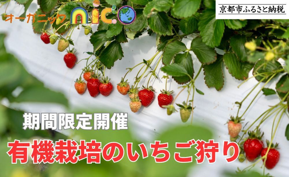 [オーガニックnico][期間限定開催]有機栽培のいちご狩り |京都 人気 おすすめ[ 京都 有機 JAS認定 オーガニック 栽培 人気 おすすめ 果物 フルーツ お取り寄せ 通販 送料無料 ふるさと納税 ] 261009