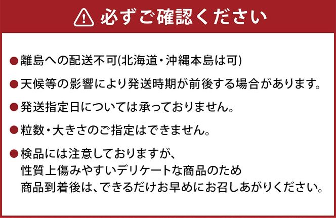 【先行予約】紅ほっぺ 1箱 2パック（合計540g以上） ※2027年2月～発送 | いちご 苺 フルーツ 果物 くだもの 果実 完熟 冷蔵 守谷市産 茨城県 守谷市