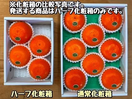 ハーフ 化粧箱 柑橘の大トロ ハウス せとか 厳選 4玉入 南泰園【2024年2月上旬～発送】 BS146