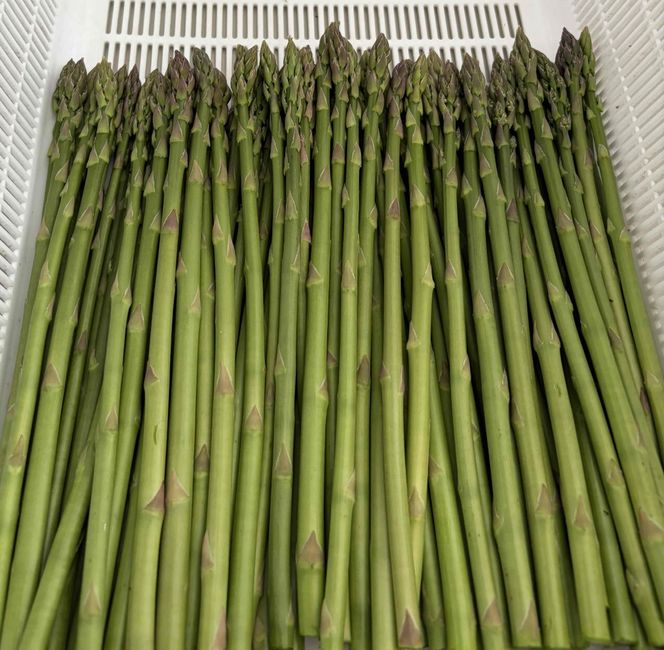 朝採り新鮮アスパラガス 500g【ミニサイズ】 | 野菜 アスパラガス グリーンアスパラ 旬 とれたて 春野菜 春 朝採り 朝採れ とれたて 新鮮 みずみずしい サラダ 甘い お取り寄せ 産地直送 冷蔵 岐阜県 瑞穂市