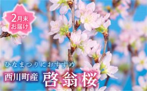 FYN9-293 【2027年2月末お届け】 山形県 西川町産 啓翁桜 1束(80cm×10本) 2027年2月下旬から順次発送 ひな祭り 雛祭り 卒業 卒業式 春 桜 さくら サクラ 花 フラワー 飾り 山形県 西川町 月山
