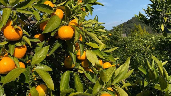 熟成　有田みかん 3kg（約30個）  EN001