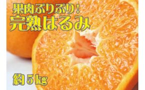 果肉ぷりぷり!完熟はるみ5kg　※2027年1月下旬頃〜2027年2月上旬頃に順次発送予定(お届け日指定不可) 【uot732】
