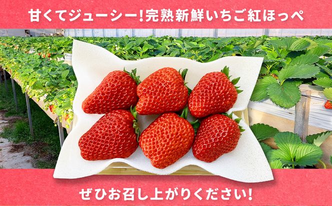 【先行予約】紅ほっぺ 1箱 2パック（合計540g以上） ※2027年2月～発送 | いちご 苺 フルーツ 果物 くだもの 果実 完熟 冷蔵 守谷市産 茨城県 守谷市