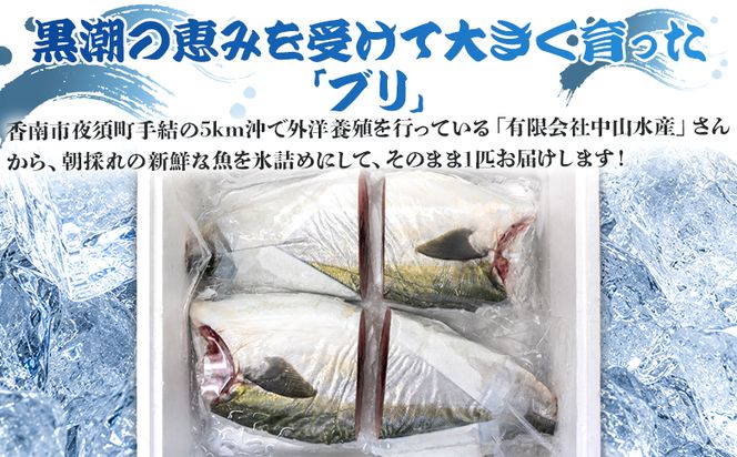 ぶり カット済 1/4カット 計3kg以上 ny-0017