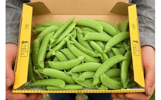 【先行予約：2026年6月上旬頃より発送】甘くてシャキシャキ！ おやつ感覚で食べられる スナップエンドウ 2Kg えんどう豆 夏野菜 おつまみ お弁当 旬の野菜 産地直送 NicoFarm_Y124-0049