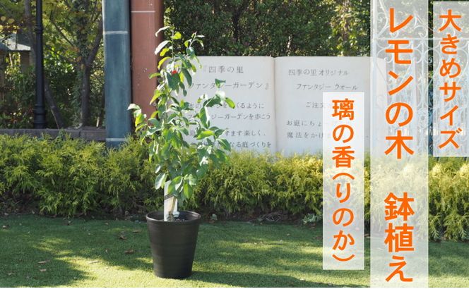 鉢植え レモンの木 大きめサイズ  璃の香 PVP 配送不可 沖縄 北海道 離島 植物 ガーデニング 庭 玄関 新品種 育てやすい かいよう病に強い 果実 早生系 11月下旬 収穫 薄皮 酸味 まろやか 果汁多い 種少なめ 