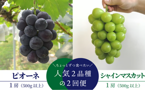 【2026年先行予約】ちょっとずつ食べたい！ピオーネとシャインマスカットの１房お試し２回便！ (定期便)(岡山県産)【KF-T042-02】