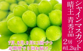 2026年予約受付中【3回定期便】 シャインマスカット 晴王 7月8月9月に1回づつ出荷 2房 約1.2kg  人気 岡山県産 種無し 皮ごと食べる みずみずしい  フレッシュ 晴れの国 おかやま 果物大国 ハレノフルーツ
