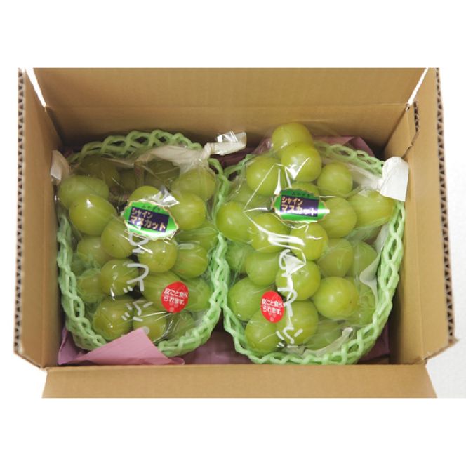 【数量限定】シャインマスカット 1.2kg 農家直送（ぶどう 葡萄 高級フルーツ 甘い 高糖度 ジューシー みずみずしい 芳醇 数量限定 期間限定 旬の果物 人気返礼品 )