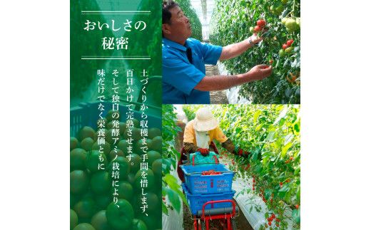 【先行予約】フルーツトマト 訳あり 約3kg <2027年1月〜発送> / 大小混合 3キロ トマト とまと ふるーつとまと 高知 桃太郎 完熟 糖度8度以上 濃厚 野菜 料理 サラダ マリネ おいしい 新鮮 訳アリ【池トマト】[BQAG054]